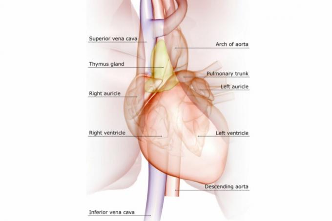 Σημαντικές φλέβες και αρτηρίες της καρδιάς που επισημαίνονται σε ένα διάγραμμα.