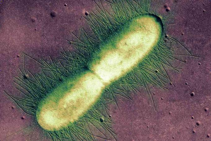ΜΙ. coli Bacterium