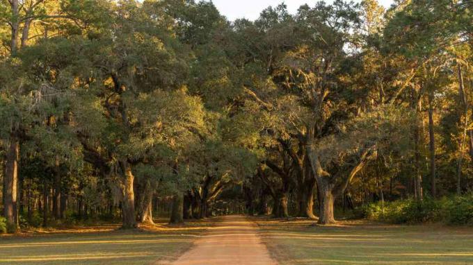 Southern Red Oaks