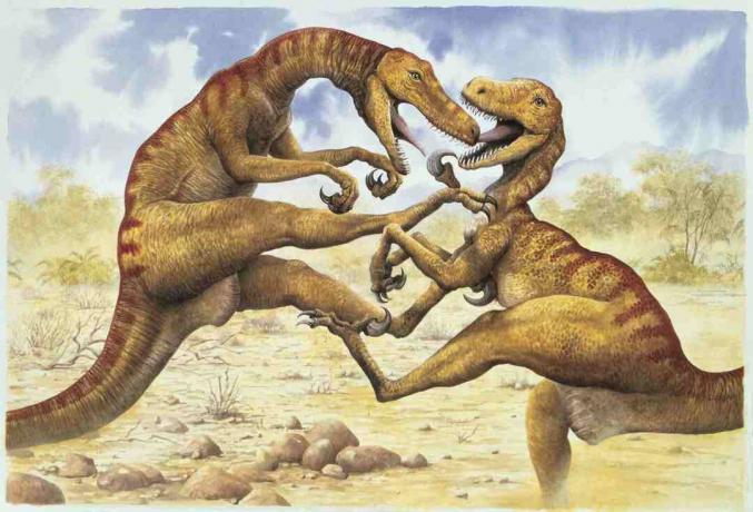 Πλευρικό προφίλ δύο μάχης utahraptors