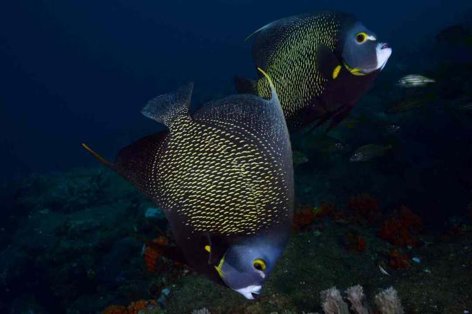 Γαλλικά Angelfish