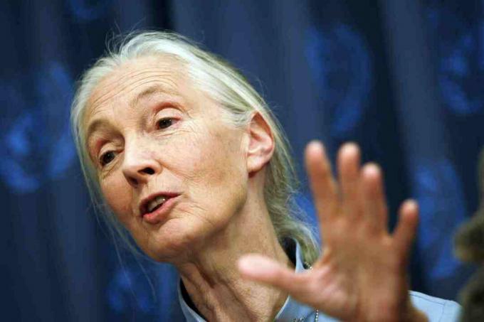 Jane Goodall