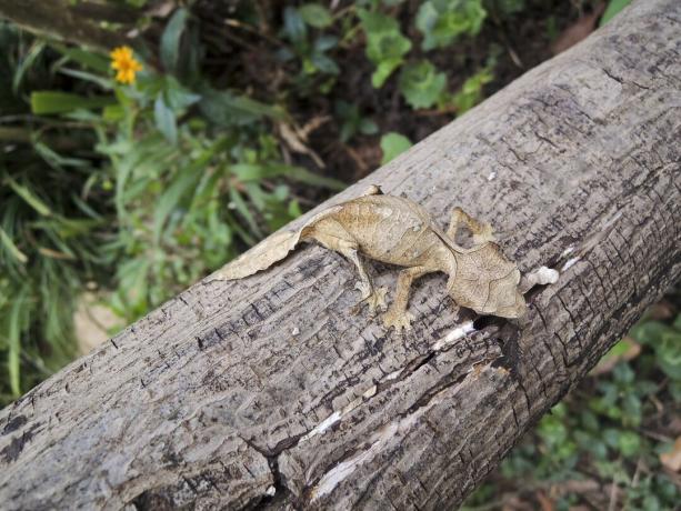 Σατανικό φύκο Gecko (Uroplatus phantasticus) στο τροπικό δάσος Ranomafana στην ανατολική Μαδαγασκάρη. Τα κόκκινα μάτια και τα κέρατα πάνω από τα μάτια κερδίζουν αυτήν την εξαιρετικά καμουφλαρισμένη σαύρα το διαβολικό του όνομα