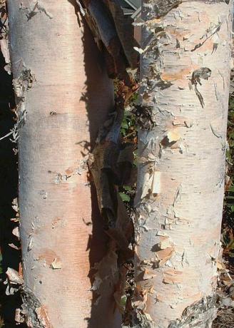 River Birch Bark