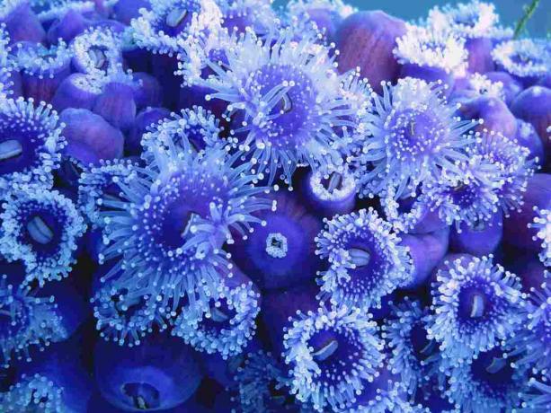 Κλείστε επάνω του Jewel Anemone