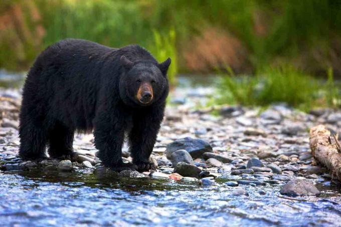 Μαύρη αρκούδα (Ursus americanus) στέκεται σε βραχώδη ρέμα, Βρετανική Κολομβία, Καναδάς