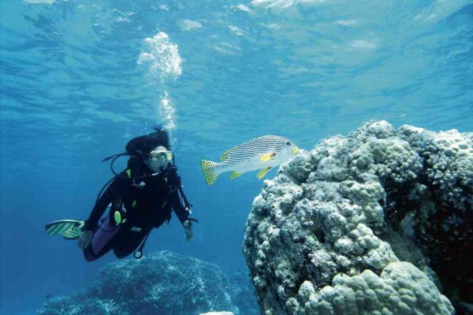 Scuba Diver και Sweetlips