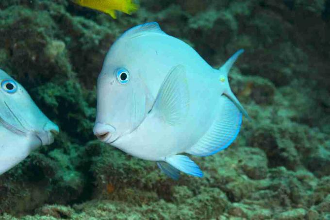 Γαλάζιο του Ατλαντικού (Acanthurus coeruleus)