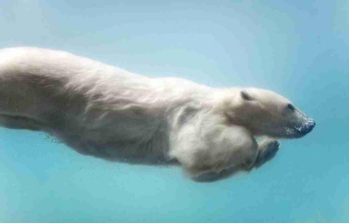 Οι πολικές αρκούδες είναι εξαιρετικοί κολυμβητές.