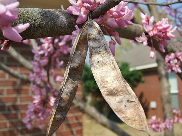 Λουλούδια Redbud και Απομεινάρια Φρούτων