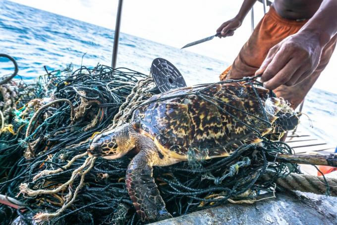 Άνθρωπος με μαχαίρι που διασώζει το Crugally Endangered Hawksbill Sea Turtle μπερδεμένο Ghost Net