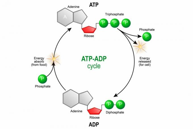 Κύκλος ADP ADP