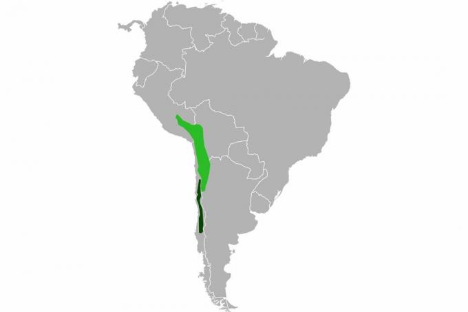 Χάρτης της σειράς τσιντσιλά