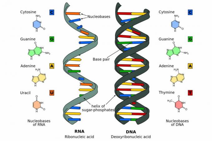 DNA έναντι RNA