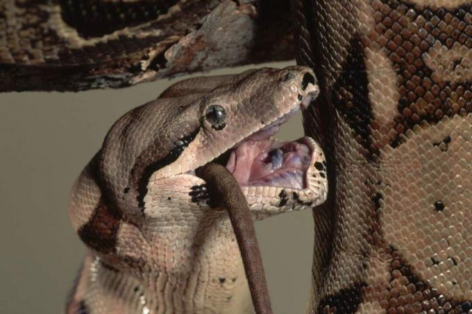 Boa Constrictor που τρώει έναν αρουραίο