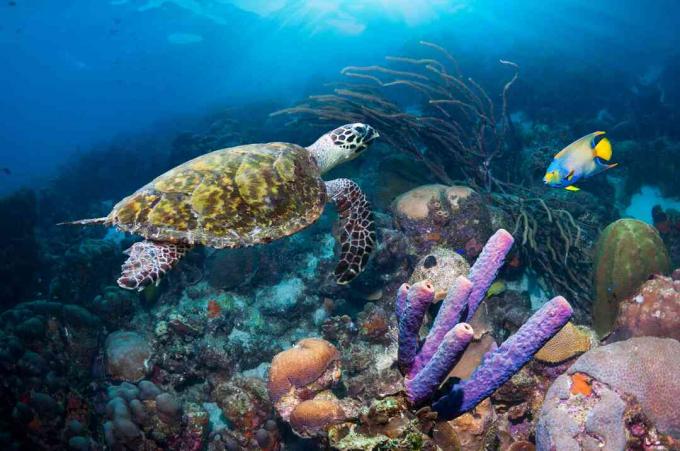 Wueen Angelfish and Hawksbill Turtle, Βόρεια Αντίλλες