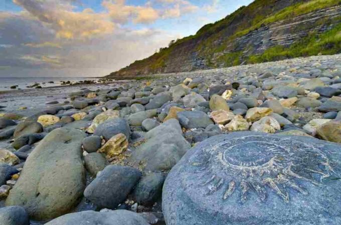 Ηνωμένο Βασίλειο, Αγγλία, Dorset, Lyme Regis, Παραλία Monmouth, Αμμόνι οδόστρωμα, Μεγάλα απολιθωμένα αμμωνίτη