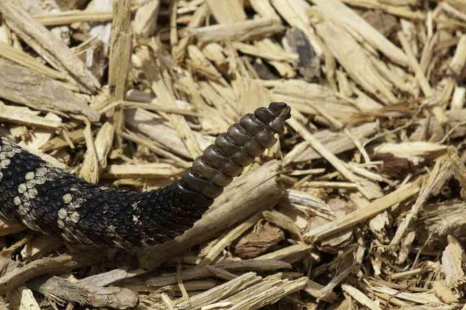 Diamondback κουδουνίστρα κουδουνίστρα