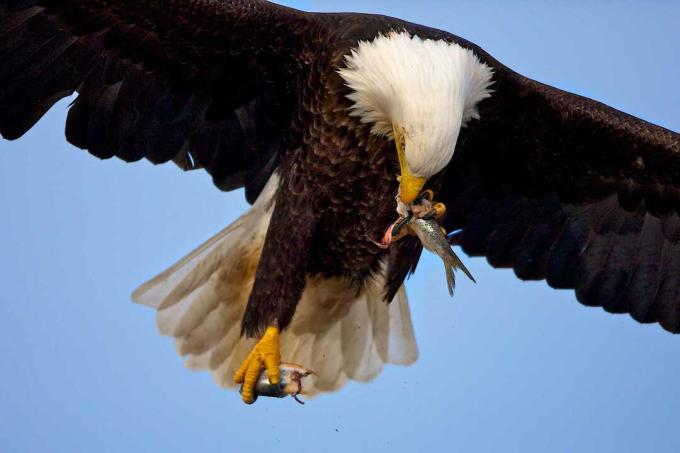 Φαλακρός αετός (Haliaeetus leucocephalus) που πετούν και τρώνε ψάρια, Homer, Αλάσκα, ΗΠΑ