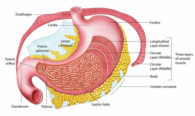 Ανατομία του ανθρώπινου στομάχου.