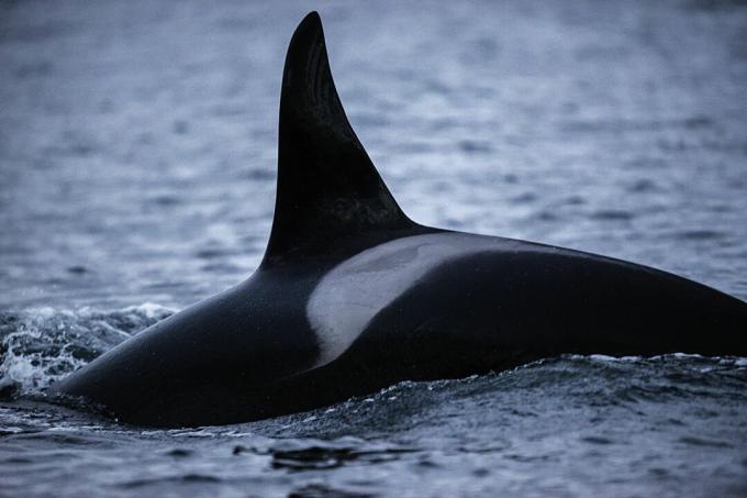 Πίσω μέρος ενός orca, που δείχνει το ραχιαίο πτερύγιο και τη σέλα που μπορεί να χρησιμοποιηθεί για την αναγνώριση ατόμων