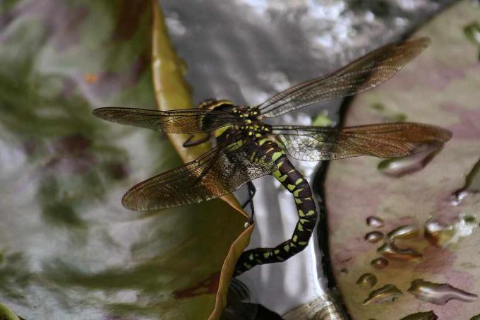 Μια dragonfly που αποθέτει αυγά σε ένα υδρόβιο φυτό.