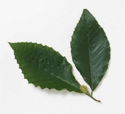 Κοντινό πλάνο φύλλα Fagus grandifolia (αμερικανική οξιά) με φρούτα κατά λευκό φόντο.