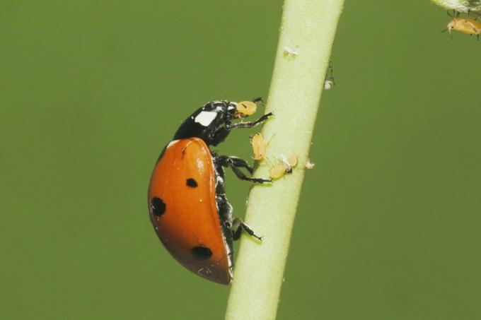 Επτά στίγματα πασχαλίτσα (Coccinella septempunctata) ενηλίκων που τρώνε αφίδες