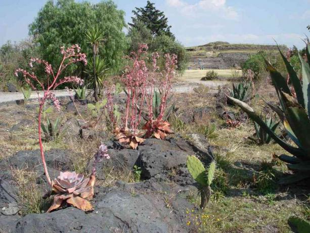 Lava Field στο Cuicuilco (Μεξικό).