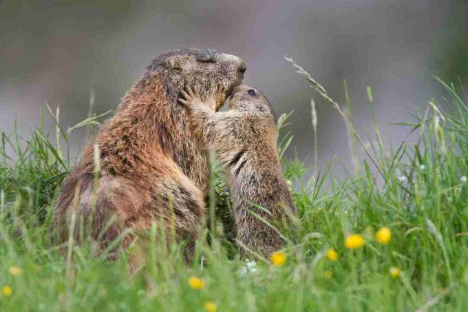 Τα μωρά groundhogs μοιάζουν με μικροσκοπικές εκδόσεις των ενηλίκων.