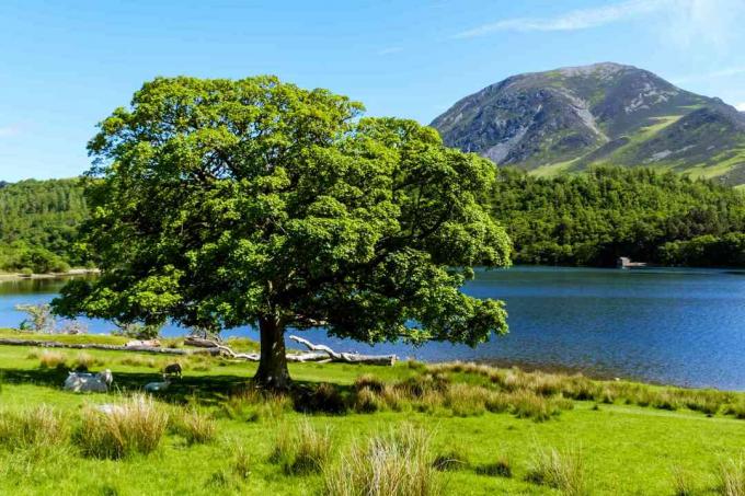 Πρόβατα που στεγάζουν κάτω από το νερό Oak Tree