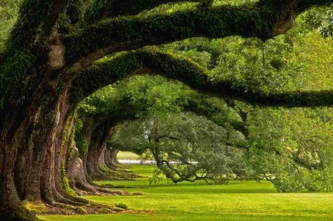 Λαμβάνεται στο Oak Alley Plantation