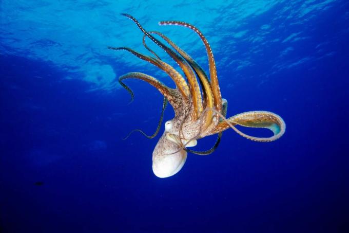 Χταπόδι (Octopus cyanea), Χαβάη / Fleetham Dave / Προοπτικές / Getty Images
