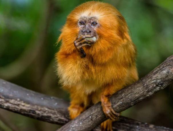 Οι πίθηκοι του Νέου Κόσμου, όπως η ταμαρίνη, χρησιμοποιούν επιμήκη δάχτυλα με νύχια για να πιάσουν και να φάνε θήραμα.