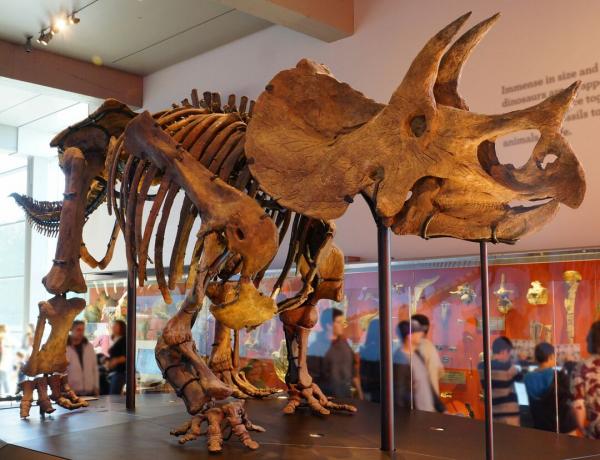 Triceratops σκελετός στο Μουσείο Φυσικής Ιστορίας του Λος Άντζελες.