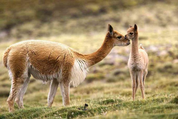 Guanaco και chulengo