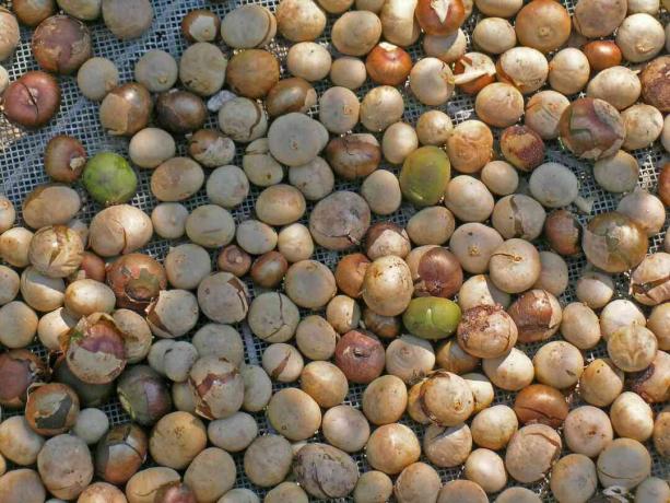 Οι ξηροί καρποί του alicastrum (ramon, breadnut) ξηραίνονται στον ήλιο