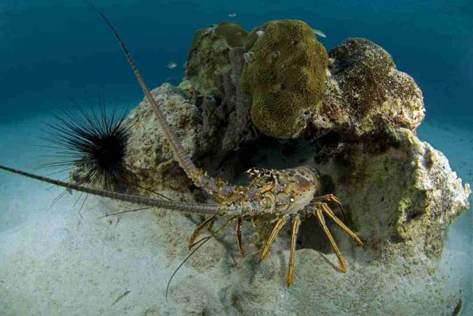 Spiny Lobster / Φύση / UIG / Οικουμενική ομάδα εικόνων / Getty Images