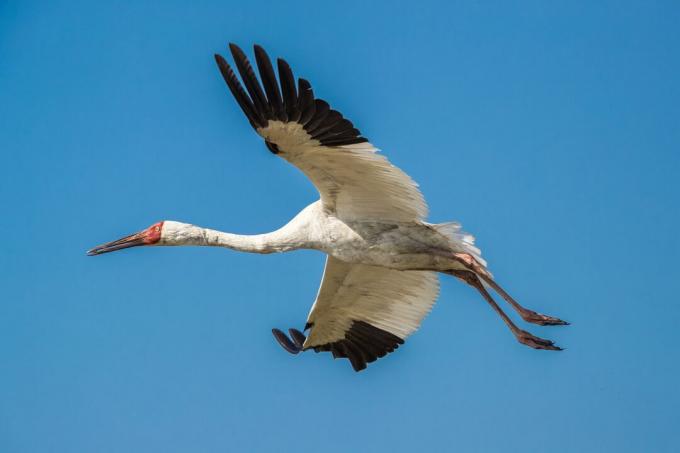 Σιβηριακός γερανός (Grus leucogeranus) κατά την πτήση