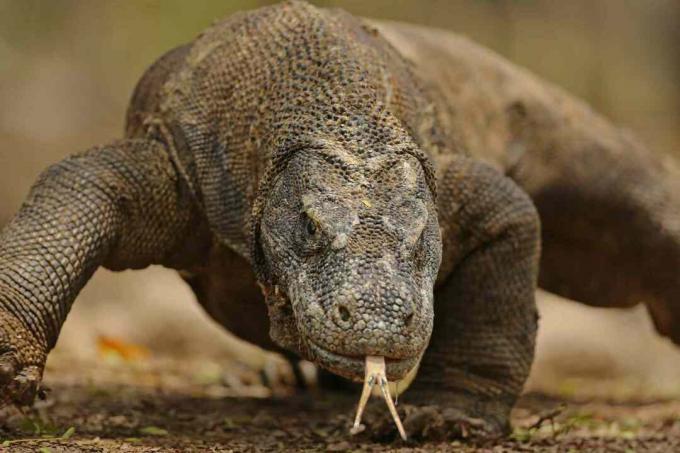 Komodo Dragon Πορτραίτο κοντά - Komodo Island, Ινδονησία