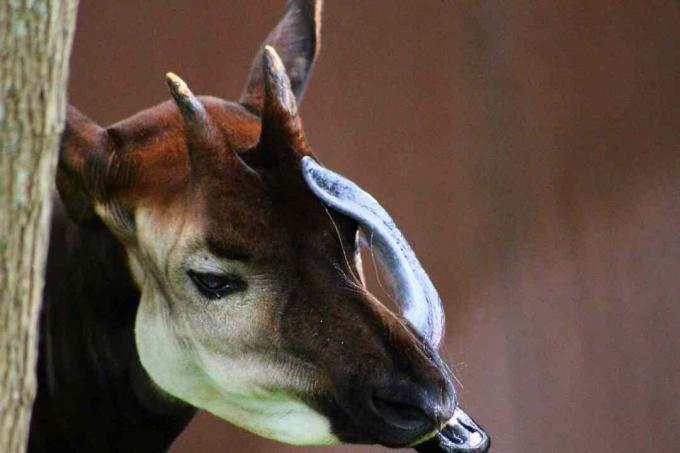 Αρσενικό okapi