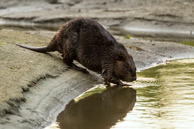 Beaver, American Beaver, Castor canadensis, ενήλικες που εισέρχονται στο νερό