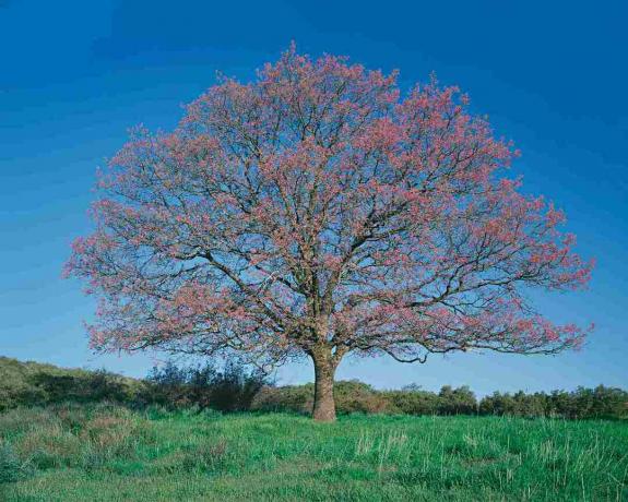 Μαύρη δρυς (Quercus kelloggii) στον τομέα, την άνοιξη