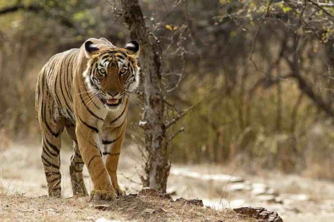 Τίγρη της Βεγγάλης στο εθνικό πάρκο Ranthambhore στο Rajasthan, Ινδία