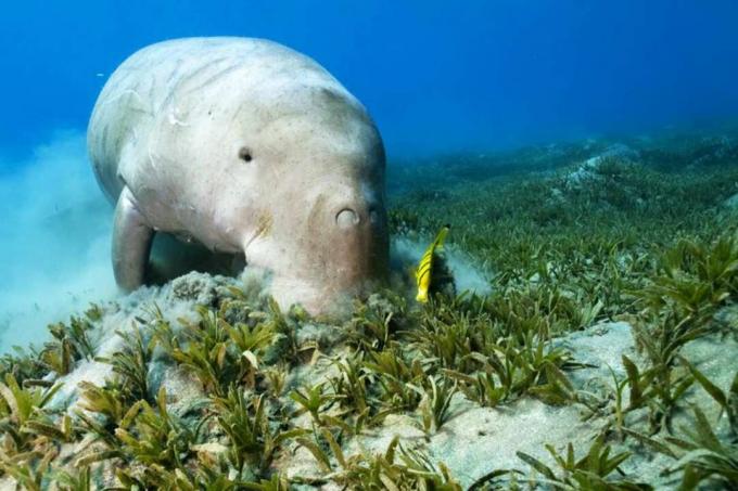 Dugong και καθαρότερα ψάρια στη θάλασσα.