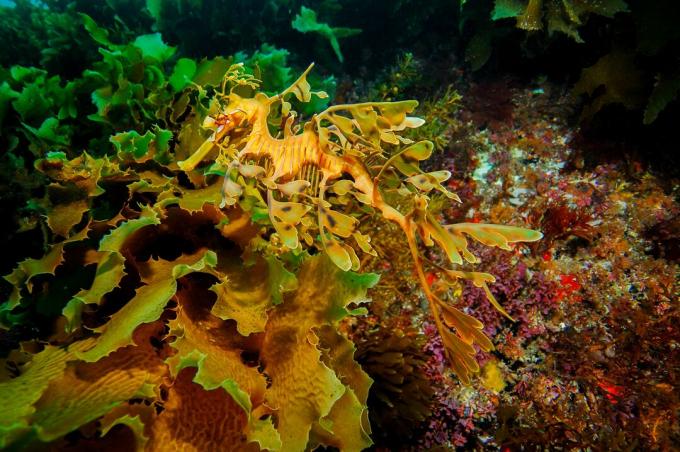 Οι φυλλώδεις προεξοχές και η ικανότητα αλλαγής χρώματος καθιστούν τον φυλλώδη θαλάσσιο δράκο σχεδόν αόρατο από το περιβάλλον του.